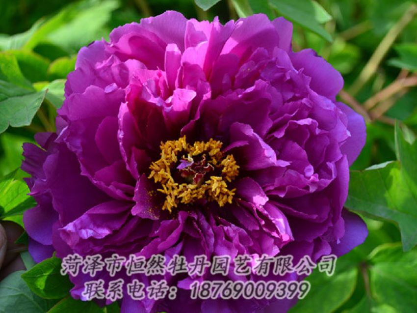 點擊查看詳細信息<br>標題：紫色牡丹 閱讀次數：1166